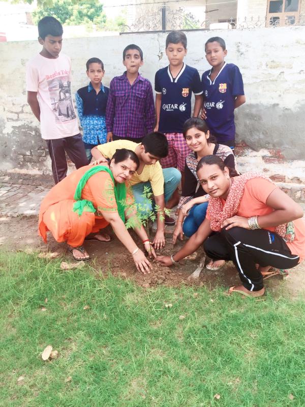 Tree Plantation 
