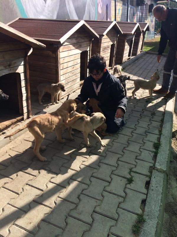 Volunteer service at rehabilitation center for street animals