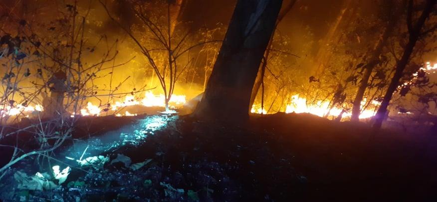 Forest Fire