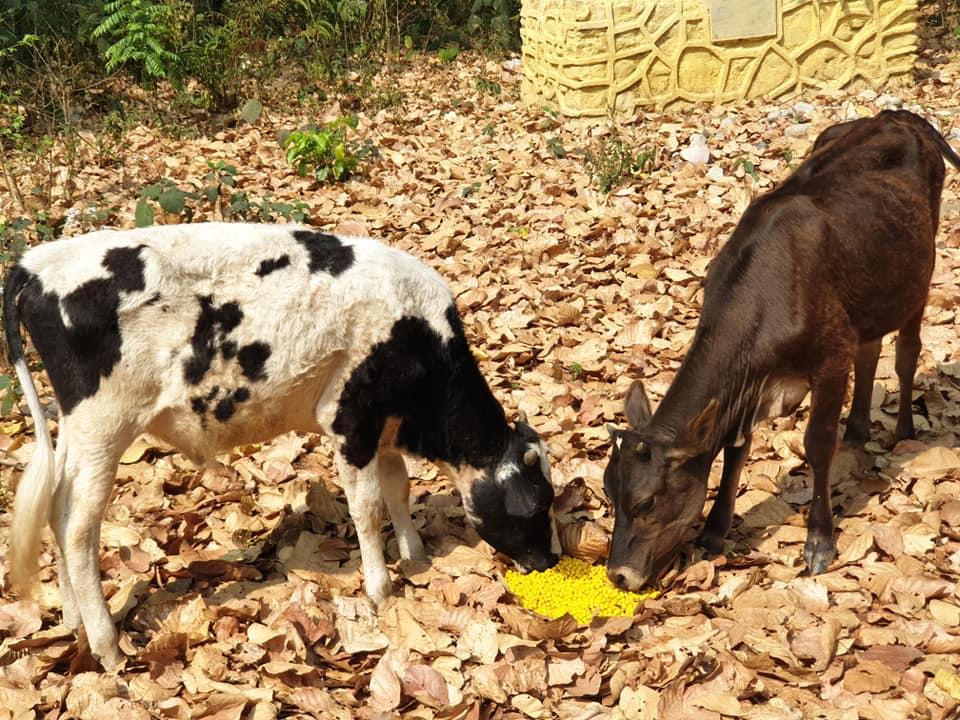 Food Feeding To Animals