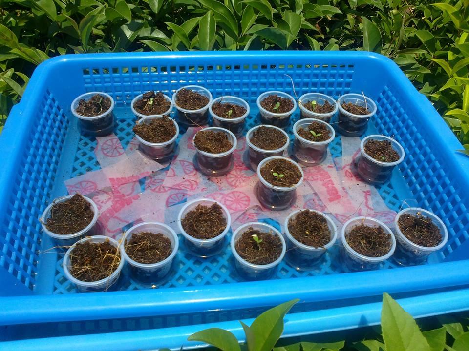 Sistema Hidropónico