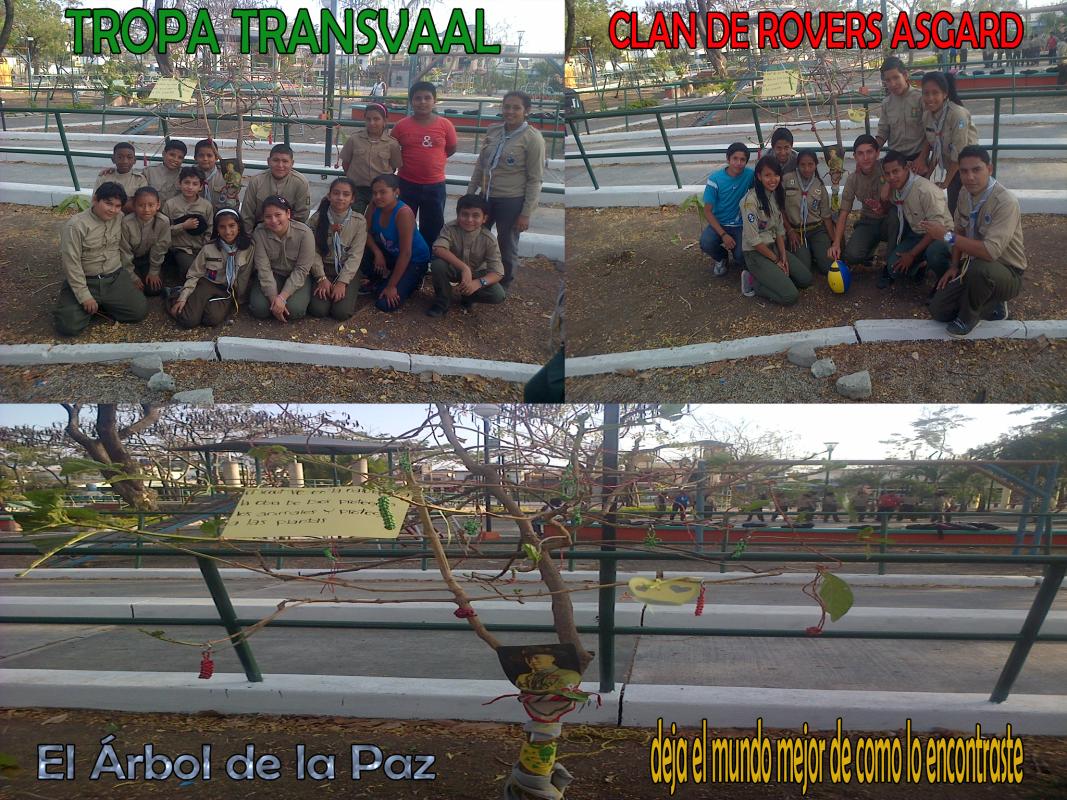 ARBOL DE LA PAZ