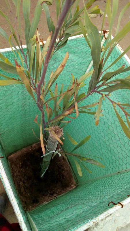 DIA DEL ARBOL