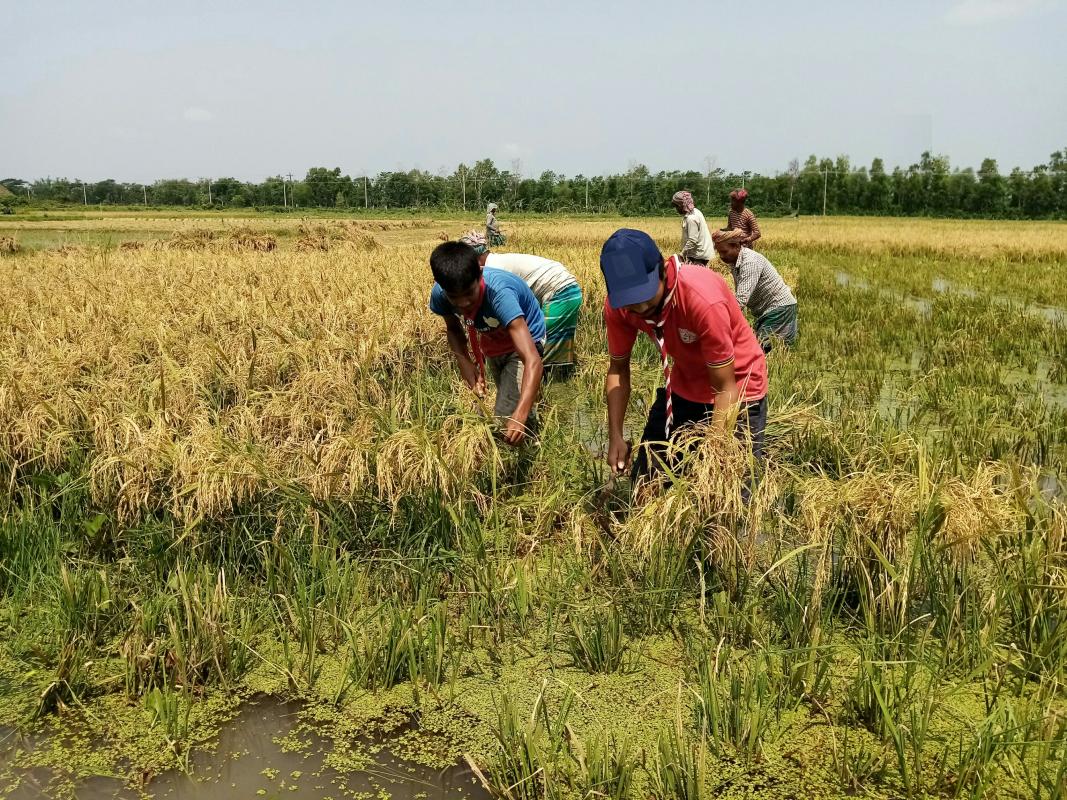 দরিদ্র কৃষকের ধান কর্তন 