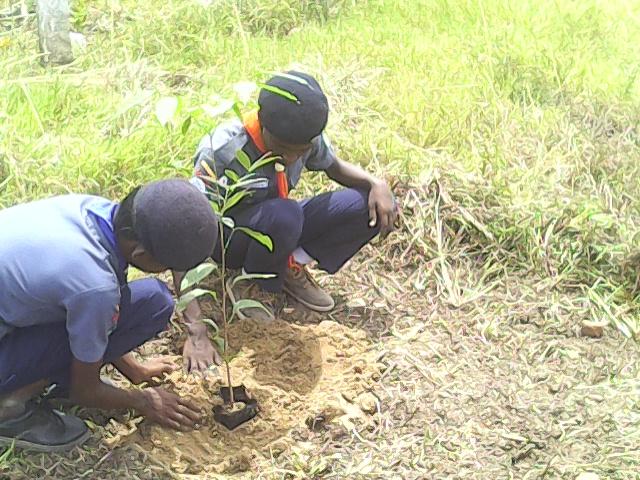 planting saplings
