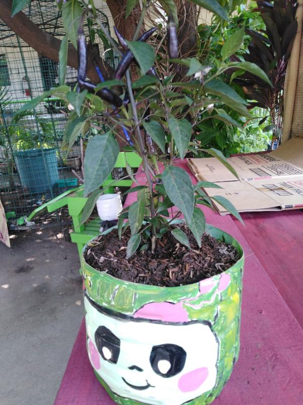 "D BSP Project" (The Bottle Saver for Planting Project)