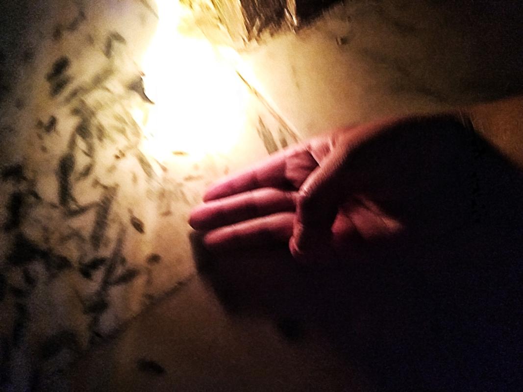 Tribute to nation through lamp lighting scoutsfightcorona.