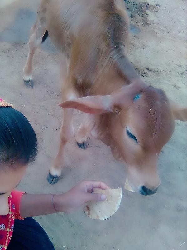 मीरां