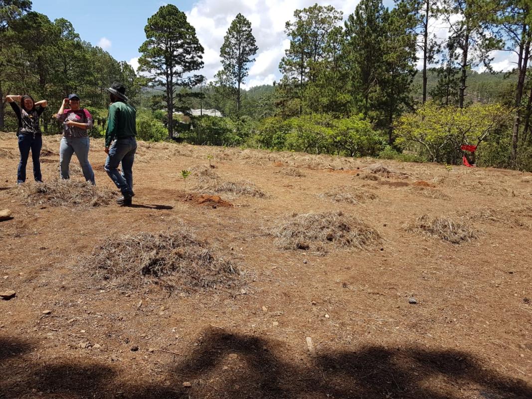 Plantando un bosque frutal en Campo Escuela Scout, Valle de Ángeles 