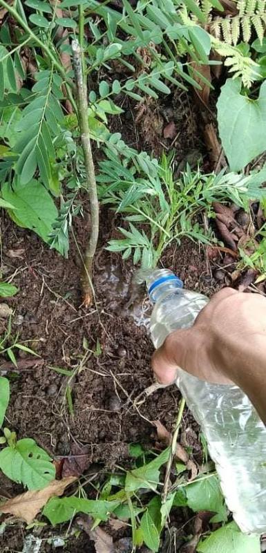 Plantation on Forestry Day