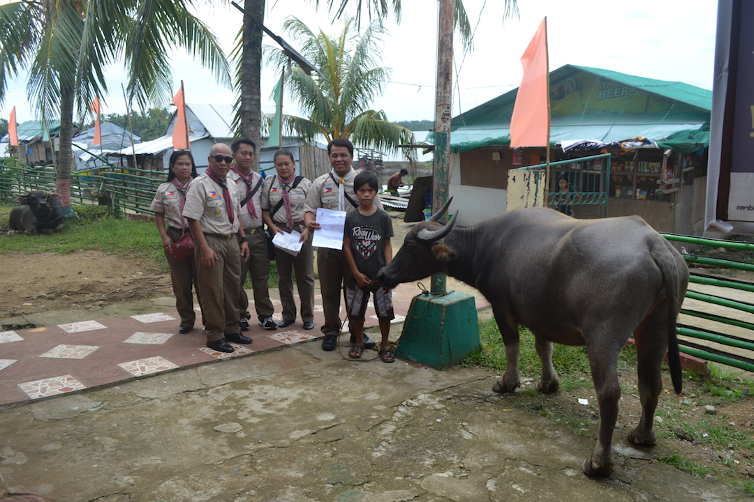 Provide water buffaloes (carabao) and basic agricultural needs for three Scout families