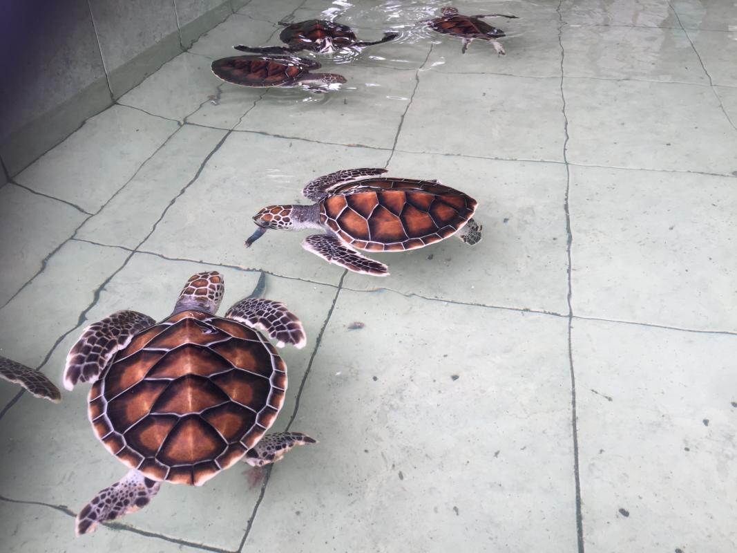 Lombok Turtle Rescue