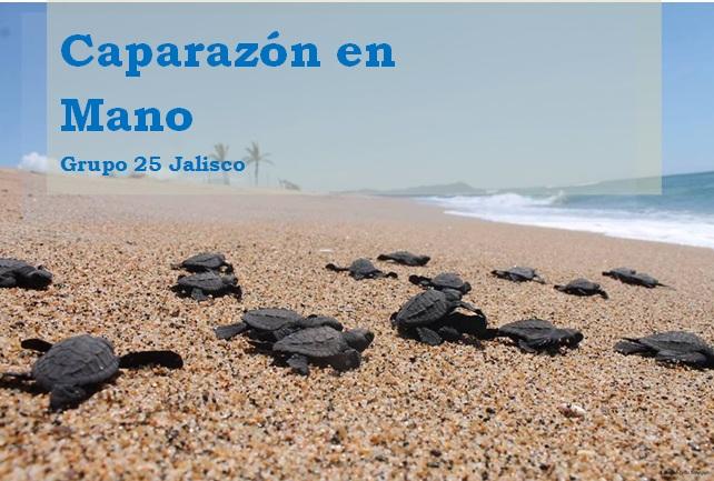 CAPARAZÓN EN MANO