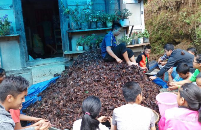 Cardamom harvesting to strengthen community relation