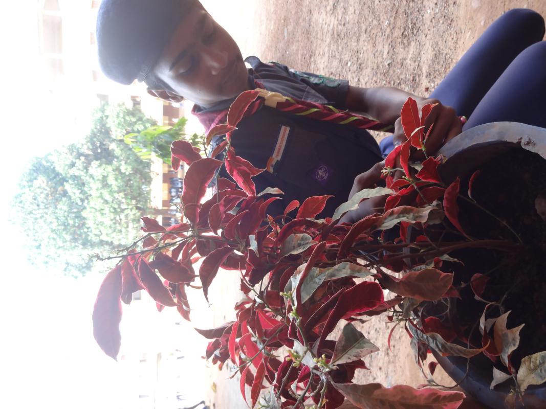 Preservation of greenary