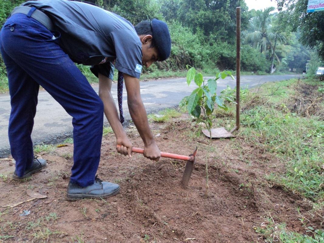 social forestry planting trees in school compound and adjecent area