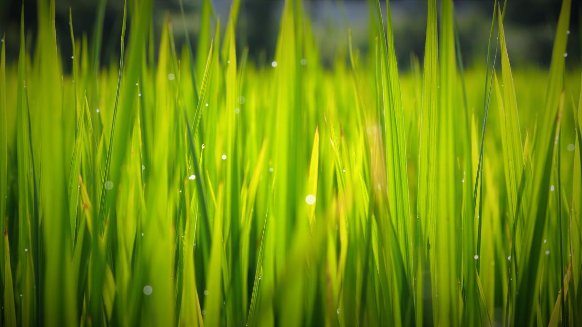 photography contest - with theme "nature"