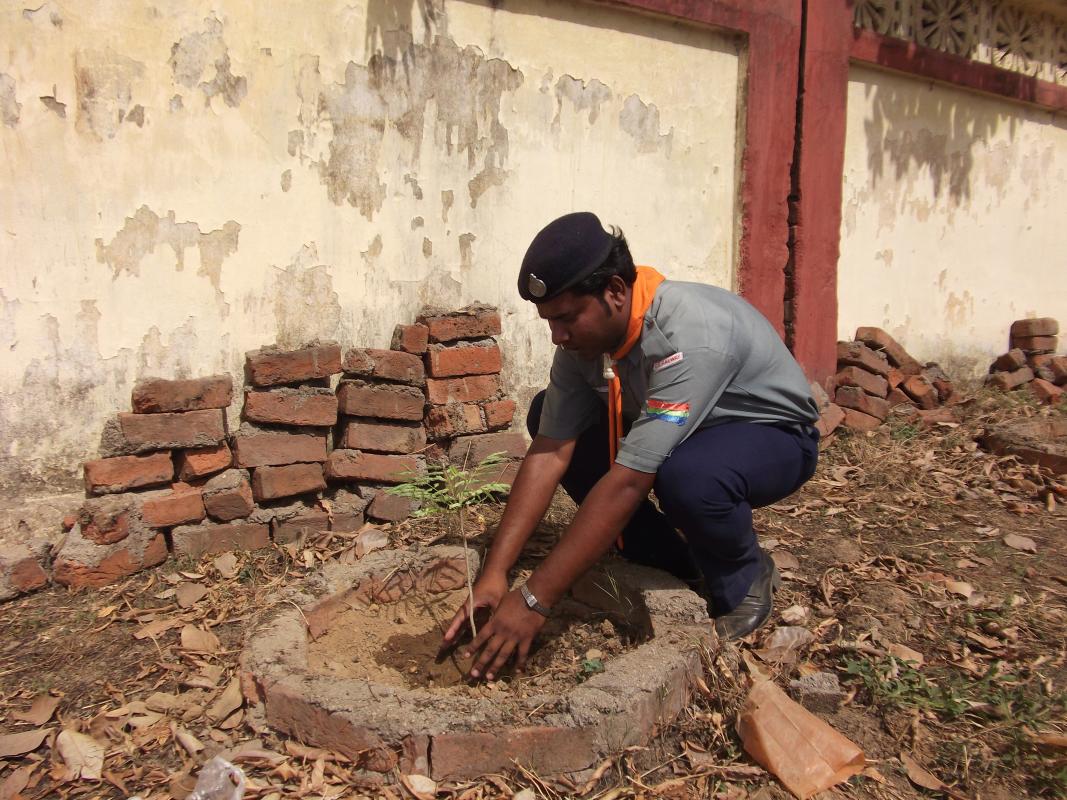 Tree plantation