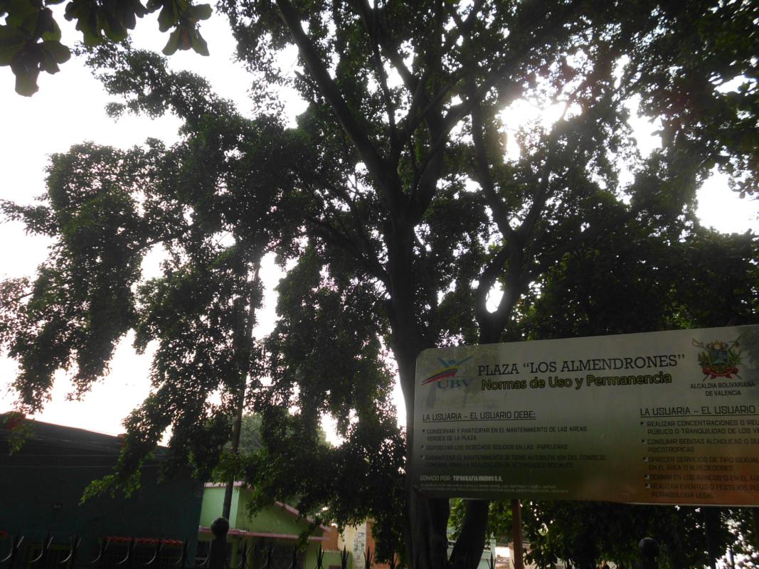 Poda de Arboles Plaza Los Almendrones