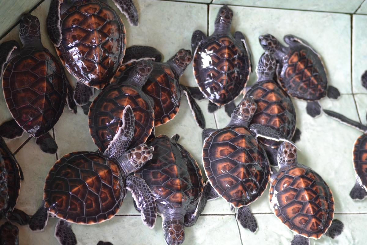 Lombok Turtle Rescue