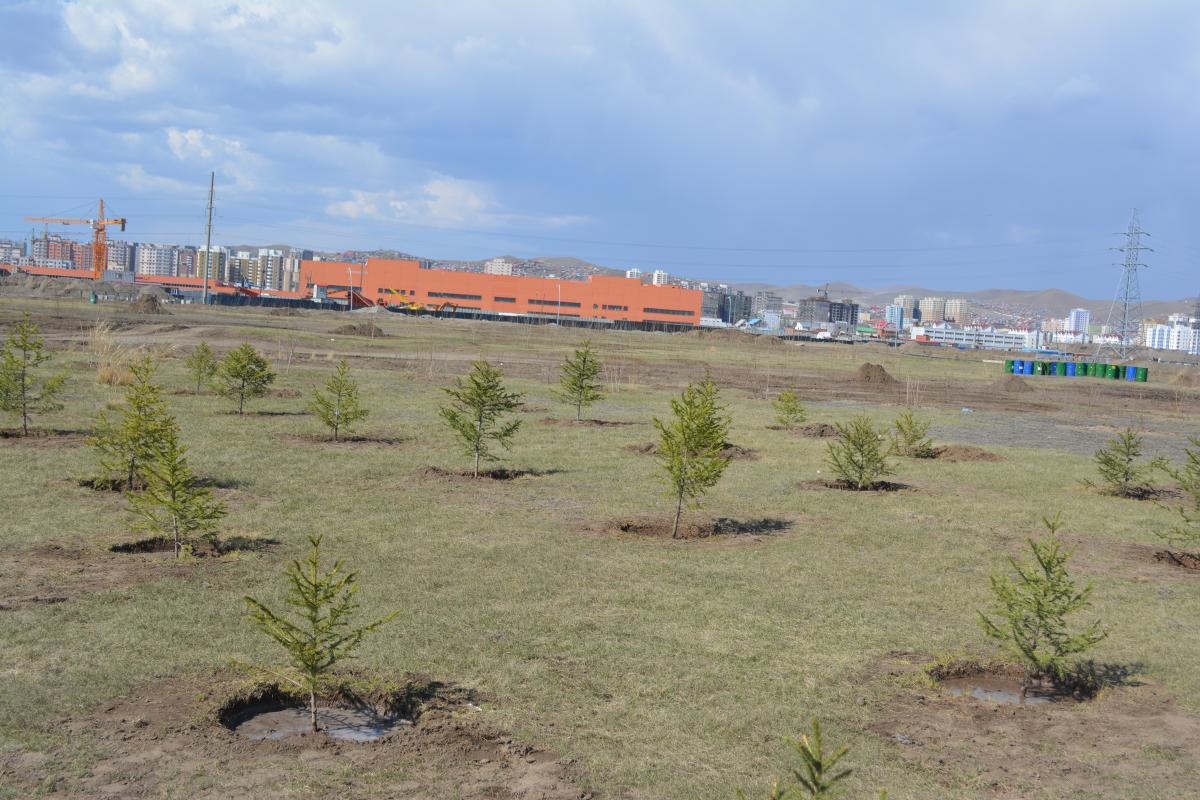 Watering tree is important action