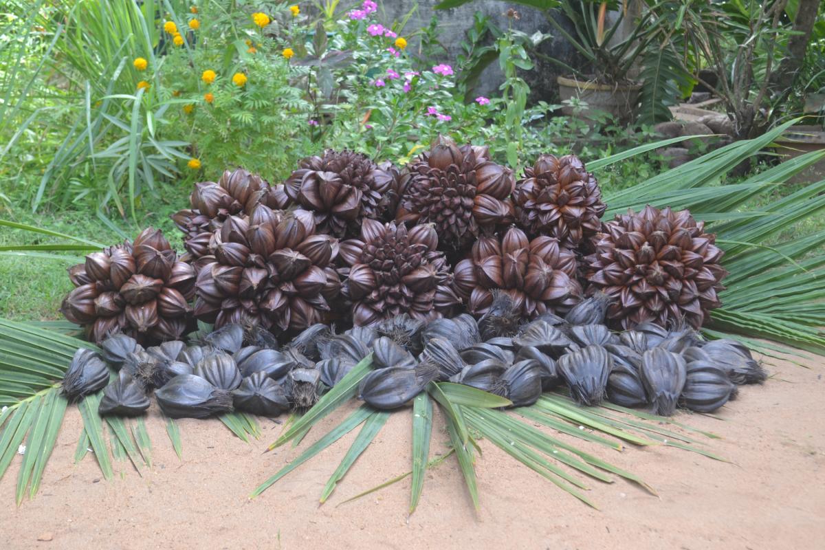 An Environment Action Plan Of Wennappuwa Scout District