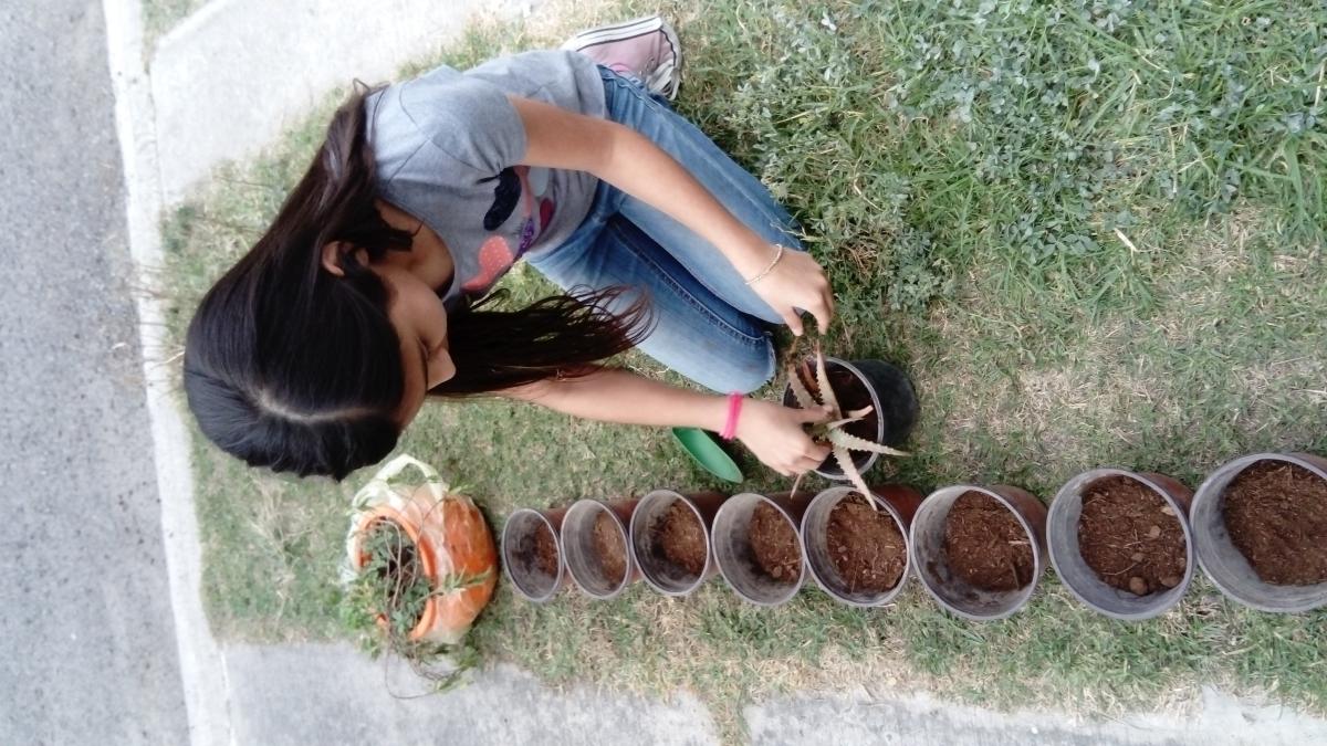 Recoleccion y cuidado de primeras plantas medicinales