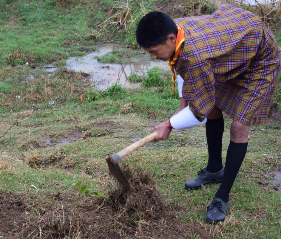 Tree Plantation