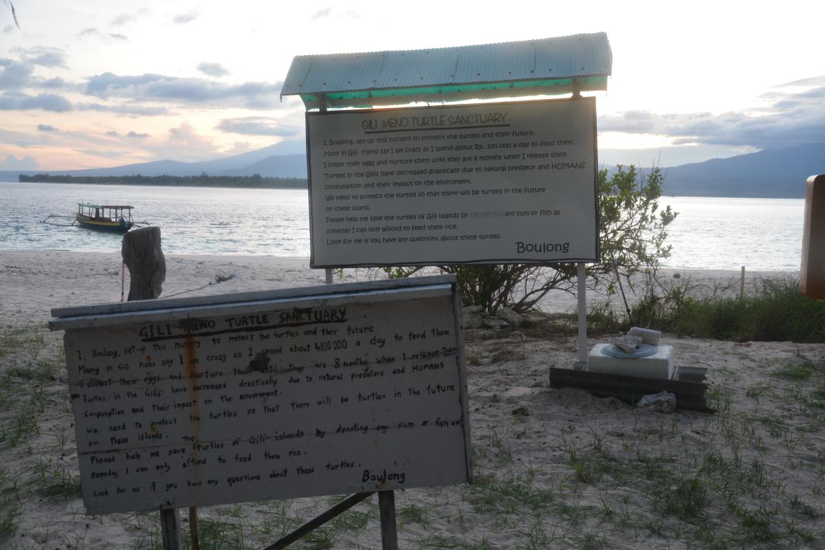 Find and Rescue Turtles  (Lombok , Indonesia) 