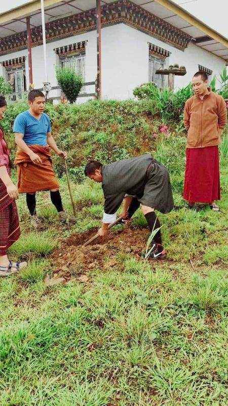Plantation of Saplings