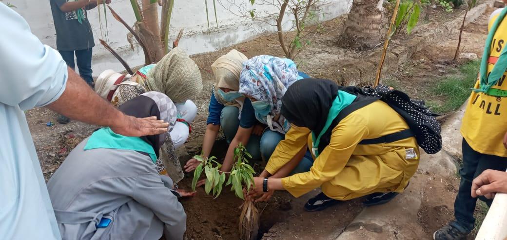 Tree plantation 