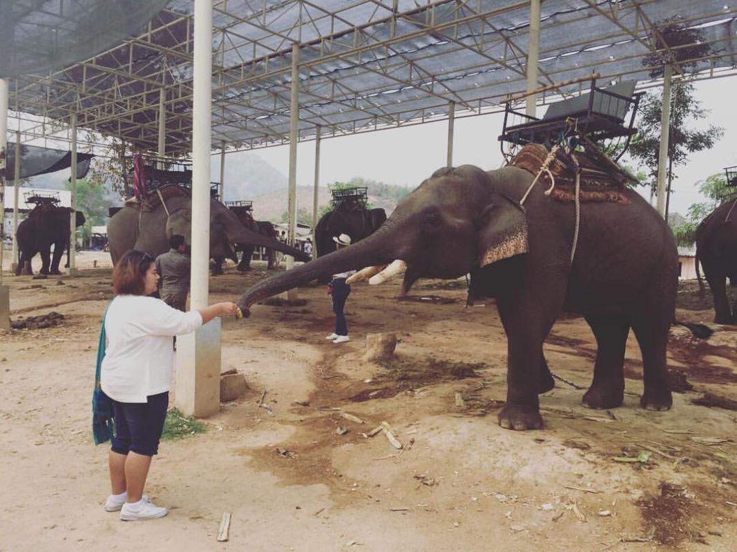 กิจกรรมช่วยเหลือสัตว์ร่วมโลก