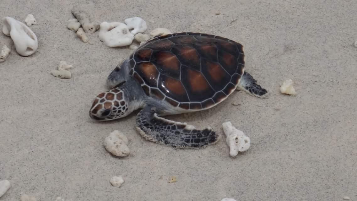 Lombok Turtle Rescue 2015