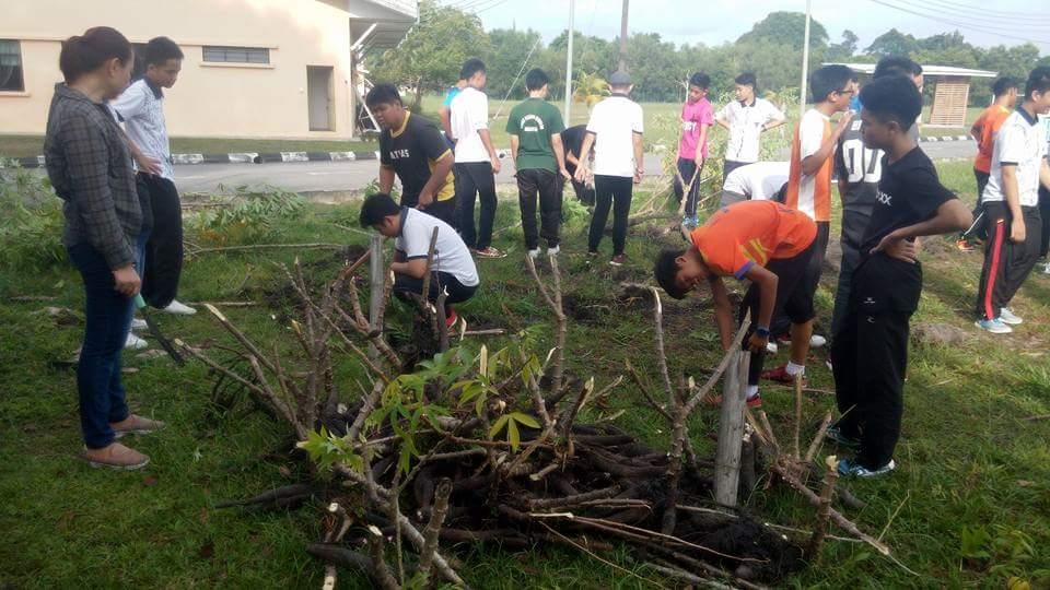 Menuai ubi pulut dan berkebun