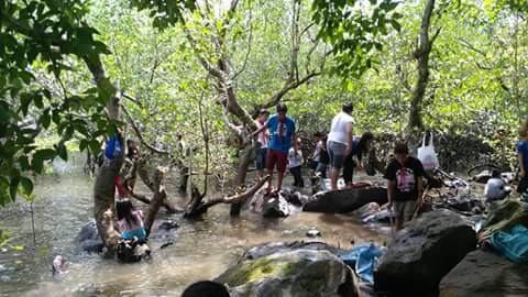Mangrove planting
