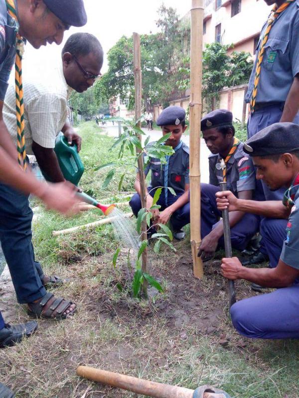 Tree plantation 