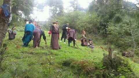 Trees planting