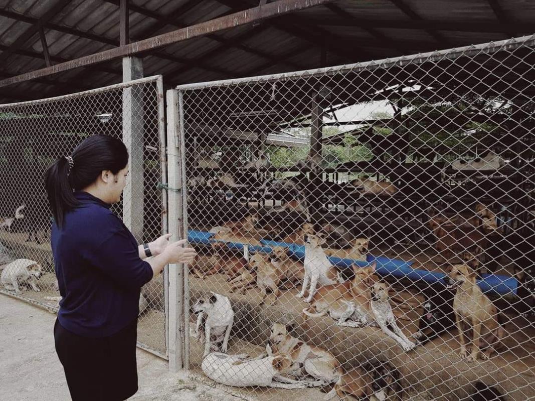 ช่วยเหลือสุนัขจรจัด