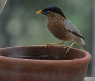 SAVE BIRDS SAVE LIFE in summer