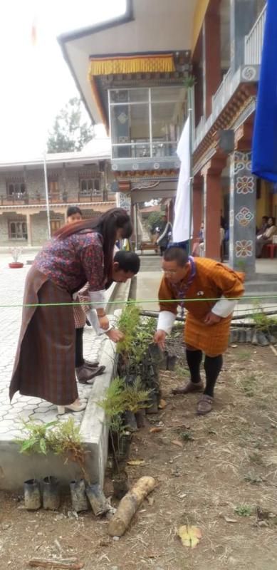 Tree plantation