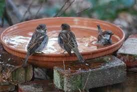 SAVE BIRDS SAVE NATURE
