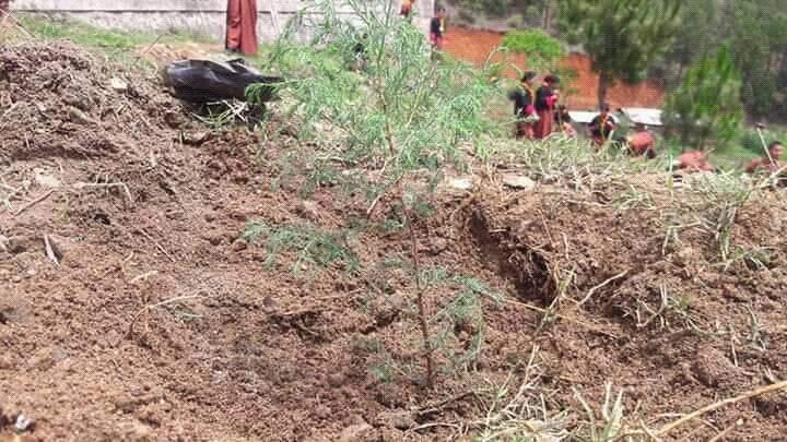 Planting of trees 