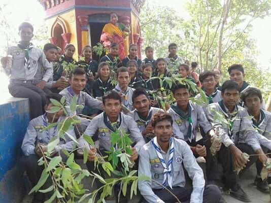 tree plantation