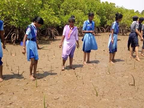 "Beat Air Pollution" - Mangrove's Plantation by Bsg Udupi District Association Karnataka state, India.