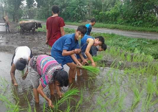 Helping in paddy cultivation 