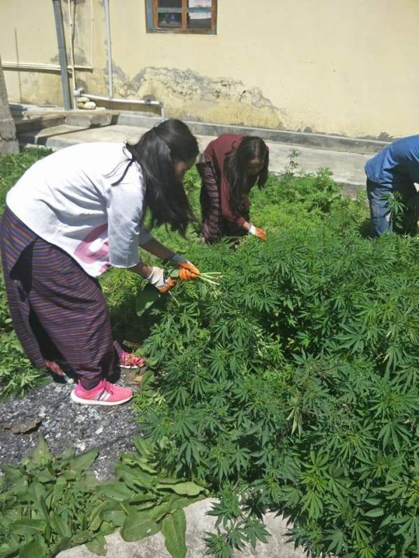 Social Work to uproot Marijuana