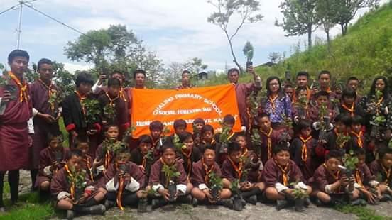 tree plantation 