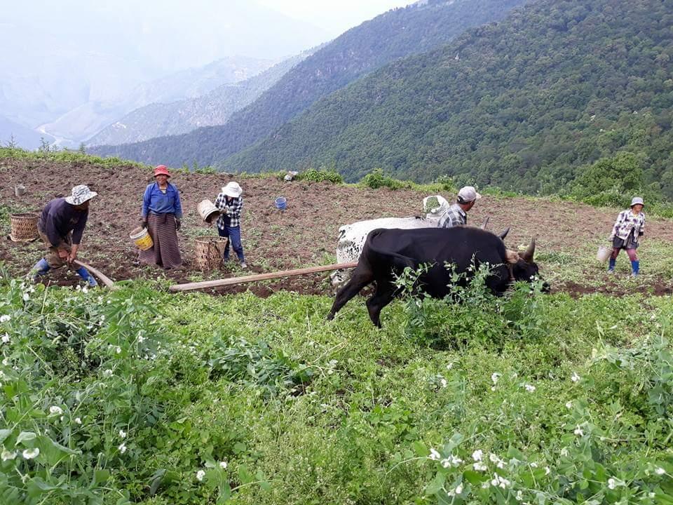 potato digging 
