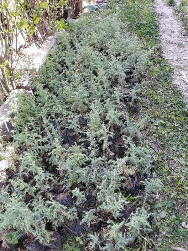 planting cypress tree