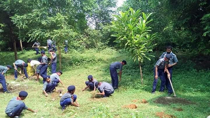 Medicinals plantation programme
